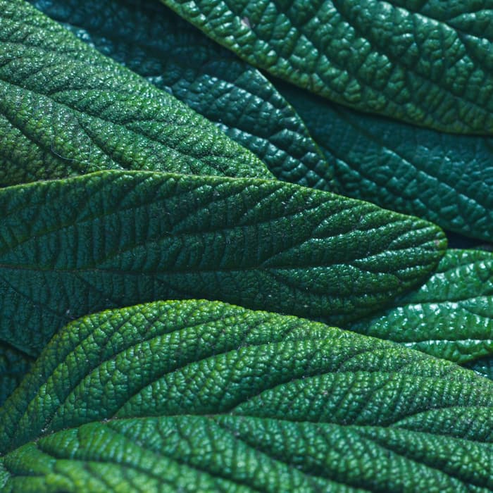 Bazalka pravá